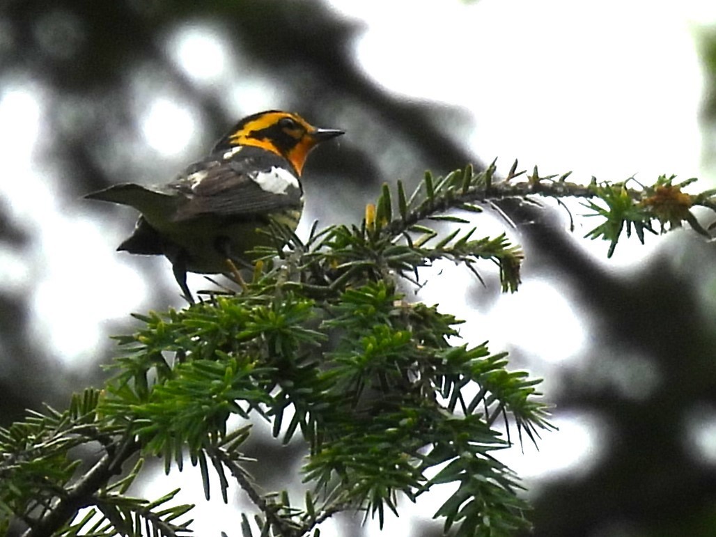 Blackburnian Warbler - ML620316325