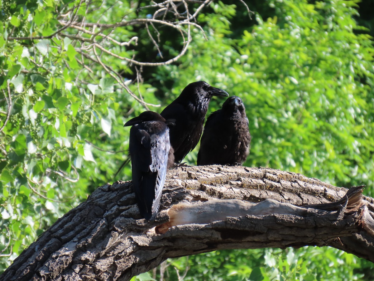 Common Raven - ML620316326