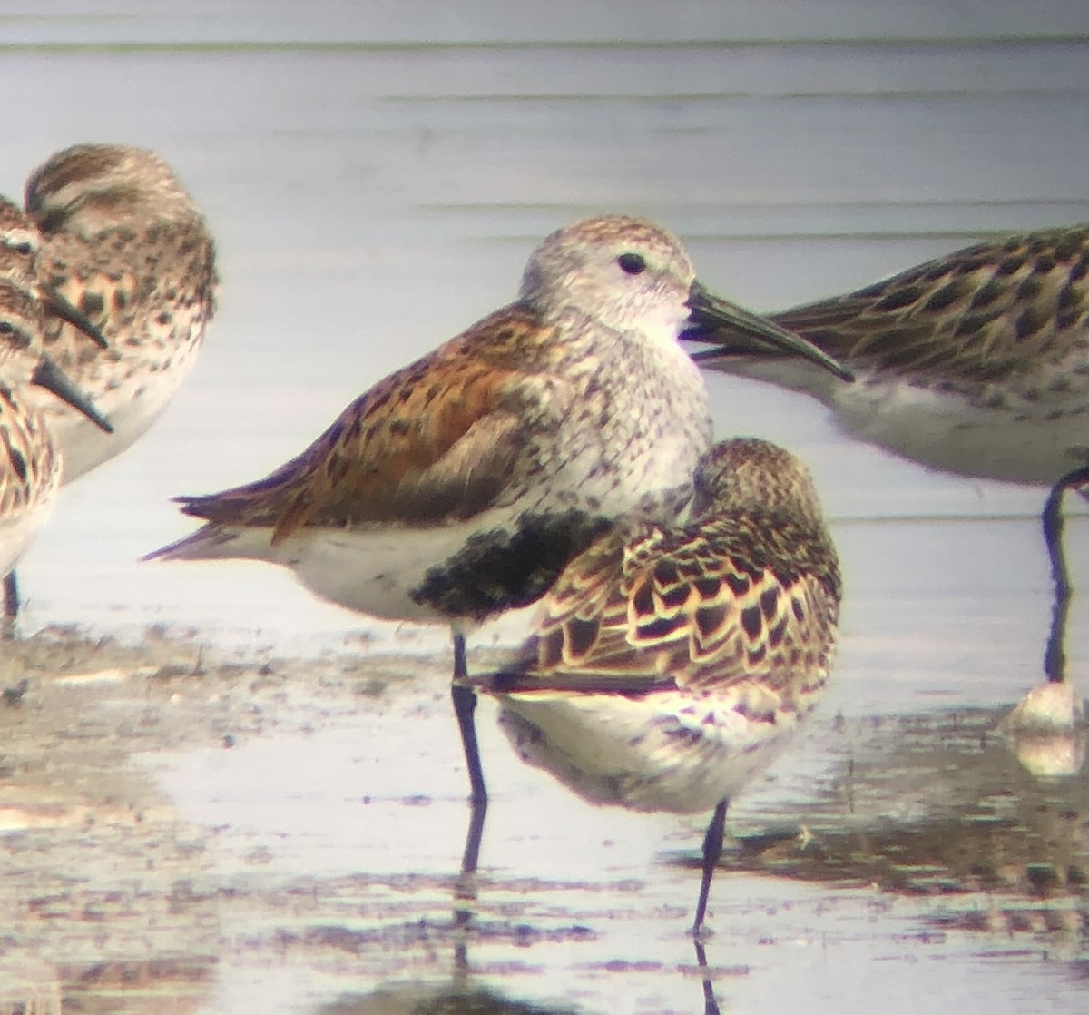 Dunlin - ML620316330