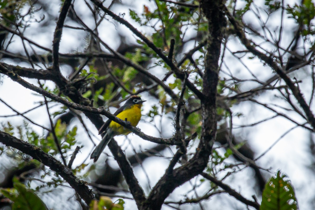 White-fronted Redstart - ML620316340