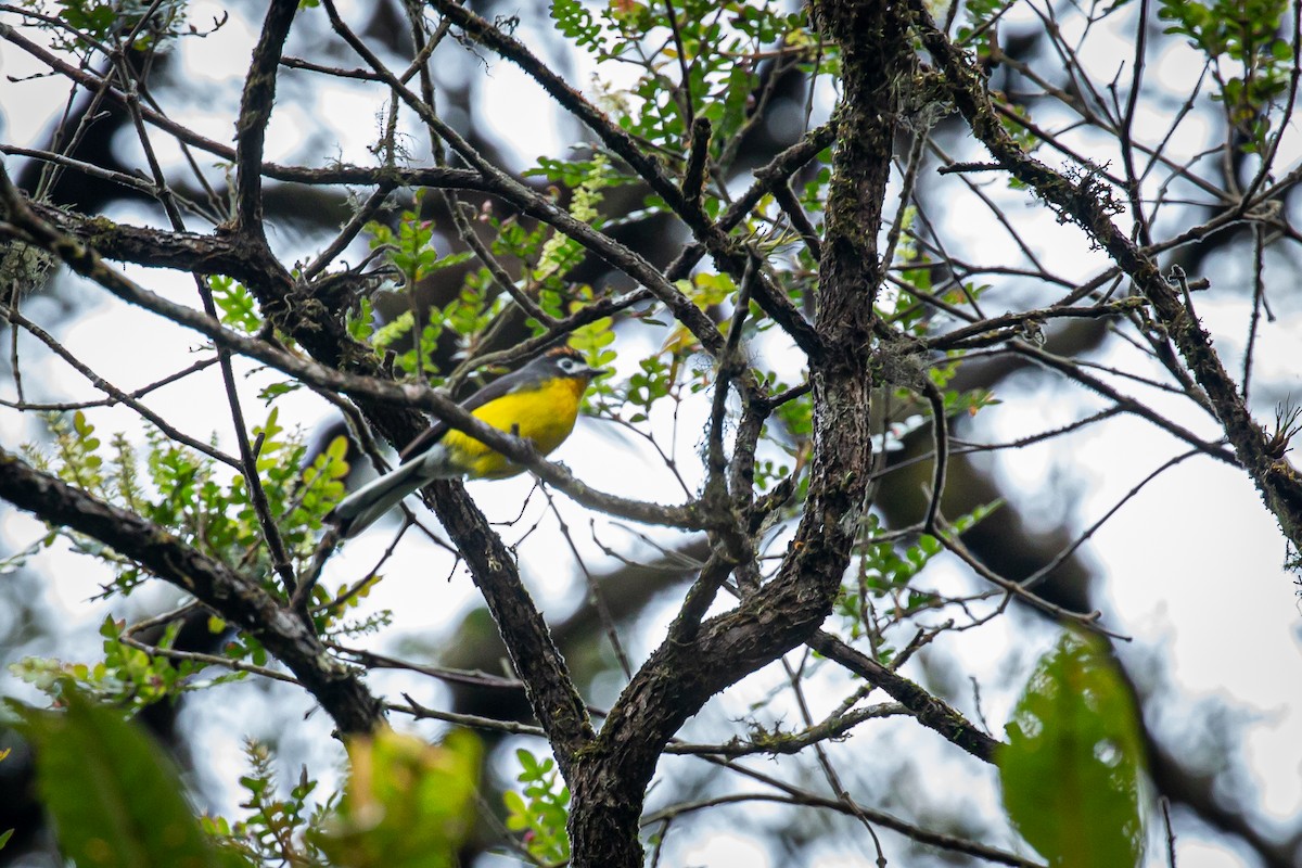 White-fronted Redstart - ML620316341