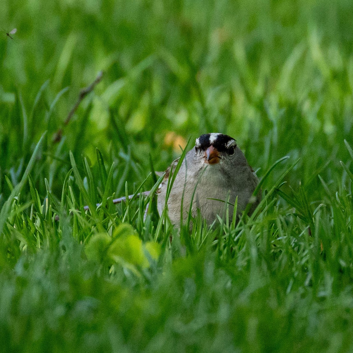 White-crowned Sparrow - ML620316346