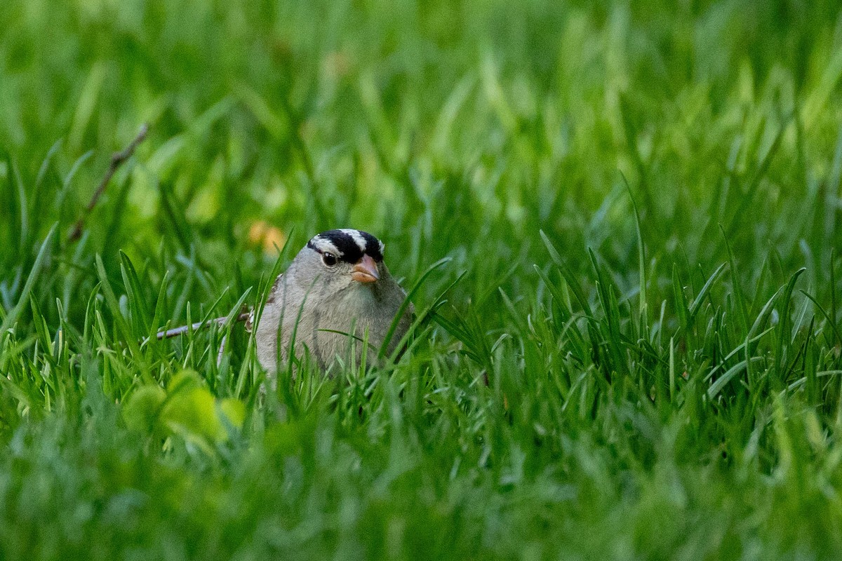 White-crowned Sparrow - ML620316347