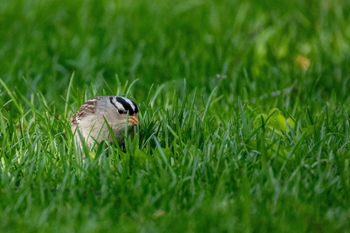 White-crowned Sparrow - ML620316348