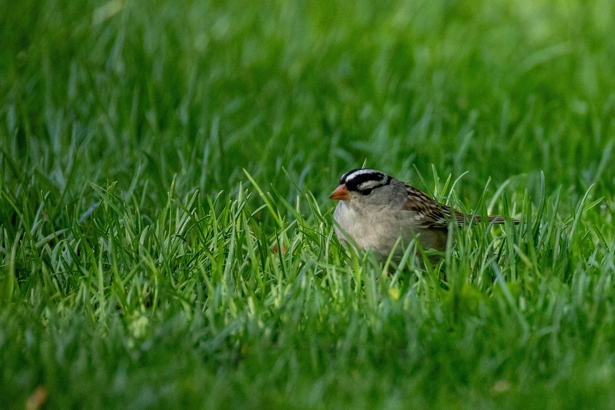White-crowned Sparrow - ML620316349