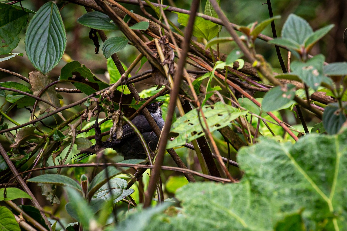 Slaty Brushfinch - ML620316353