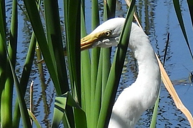 Great Egret - ML620316364