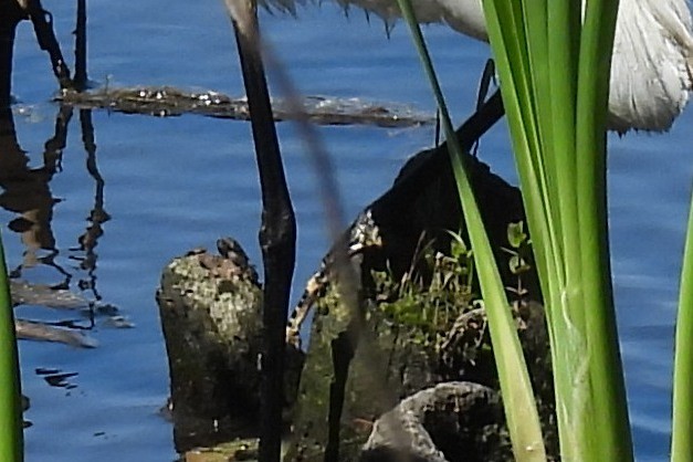 Great Egret - ML620316365