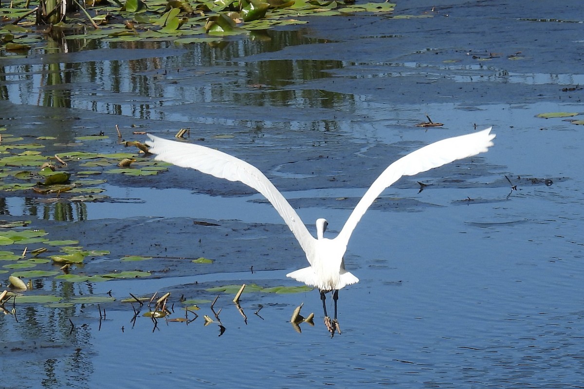 Grande Aigrette - ML620316366