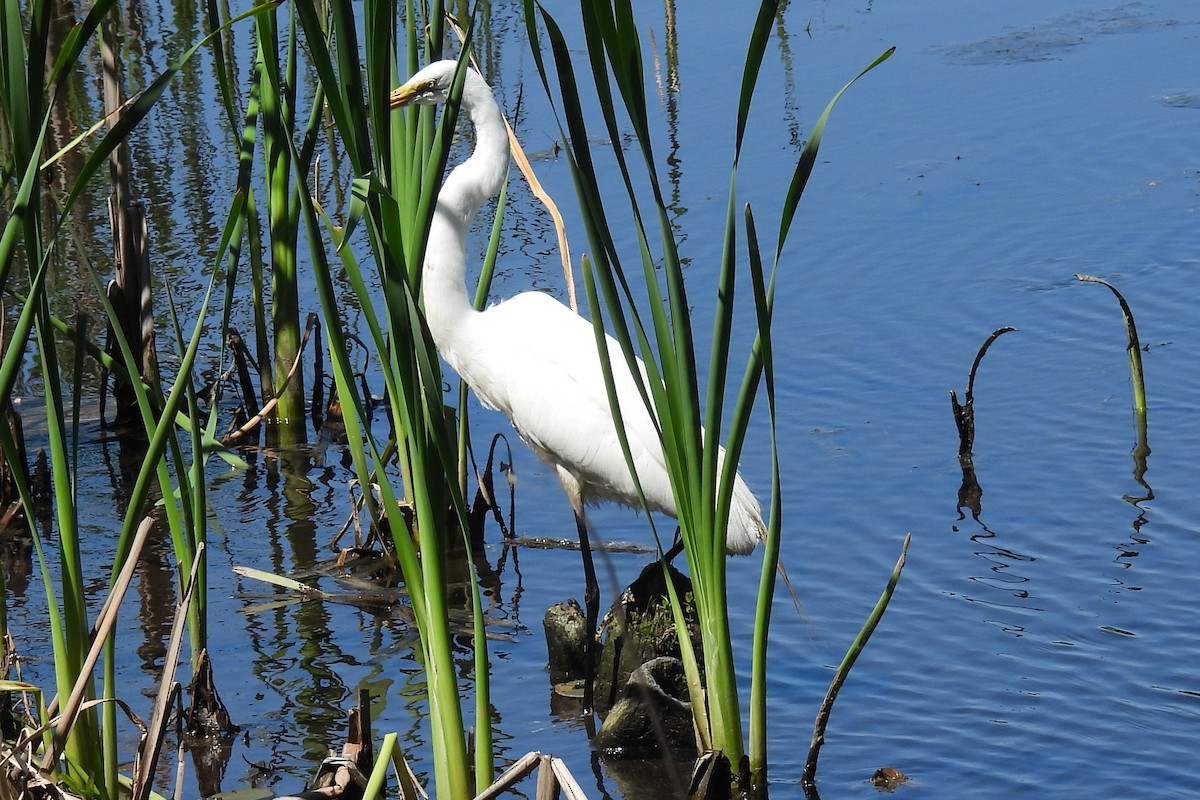 Great Egret - ML620316367