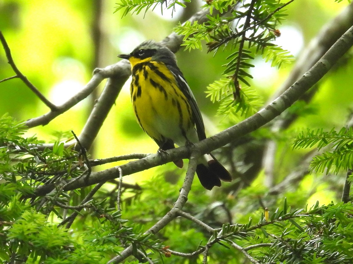 Magnolia Warbler - ML620316368