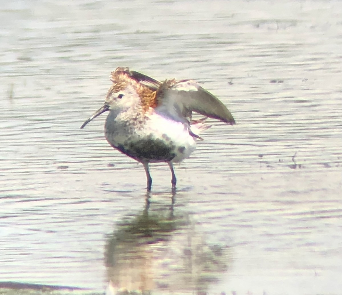 Dunlin - ML620316371