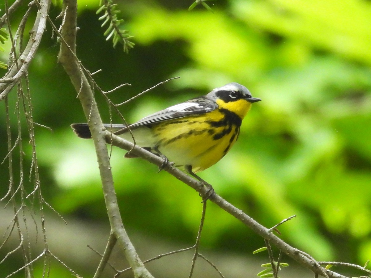 Magnolia Warbler - ML620316372