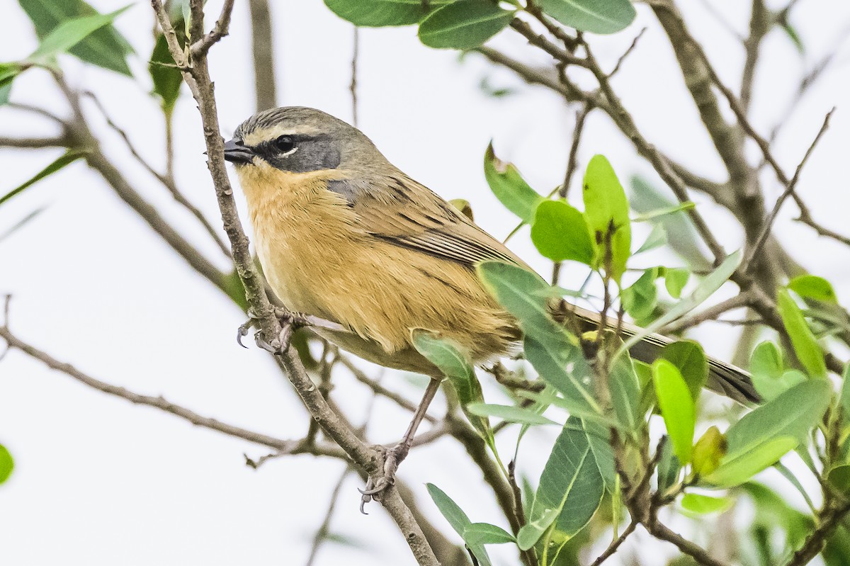 Long-tailed Reed Finch - ML620316375