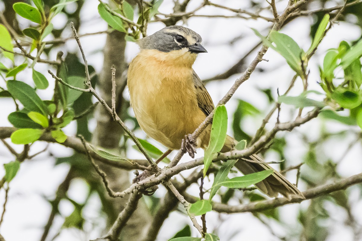 Long-tailed Reed Finch - ML620316377