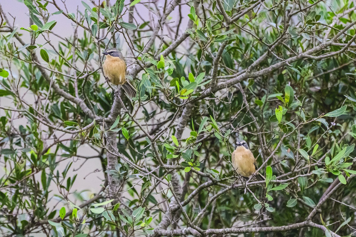 Long-tailed Reed Finch - ML620316379