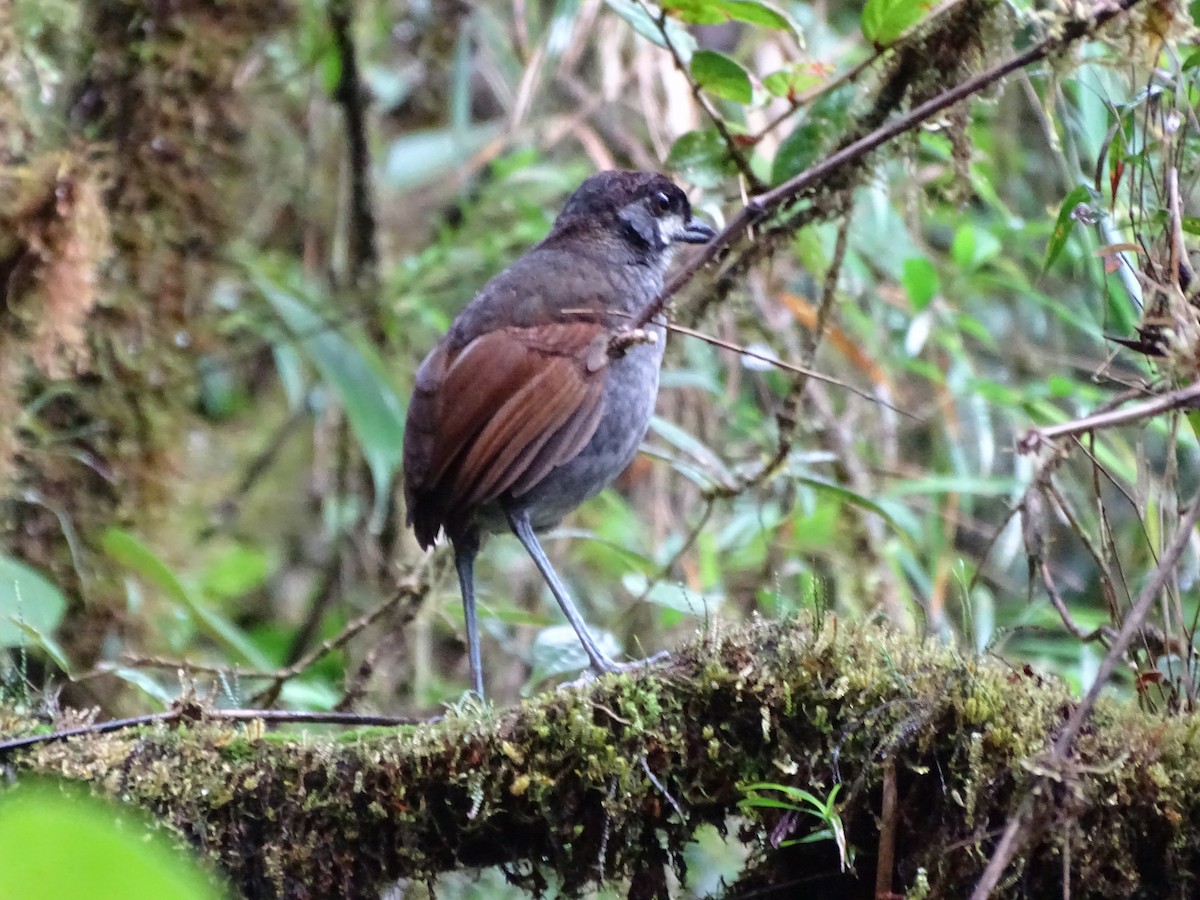 Jocotoco Antpitta - ML620316381