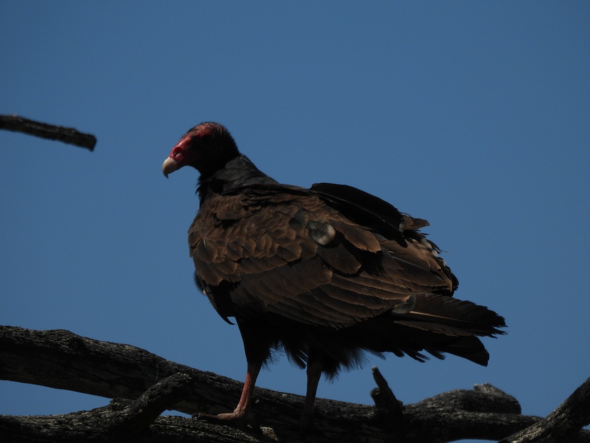 Turkey Vulture - ML620316383