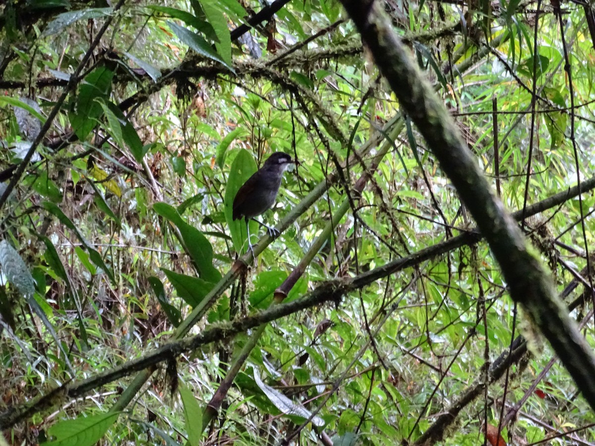 Jocotoco Antpitta - ML620316385