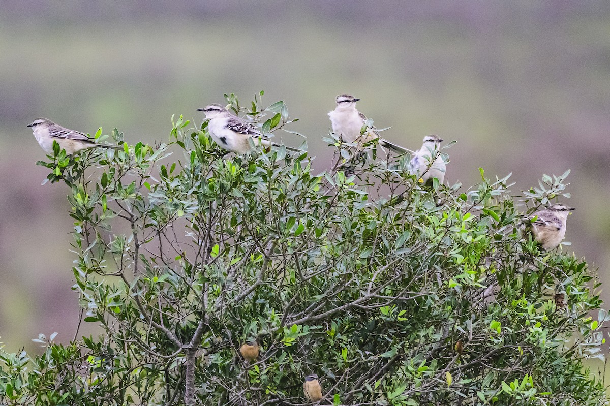 Chalk-browed Mockingbird - ML620316387