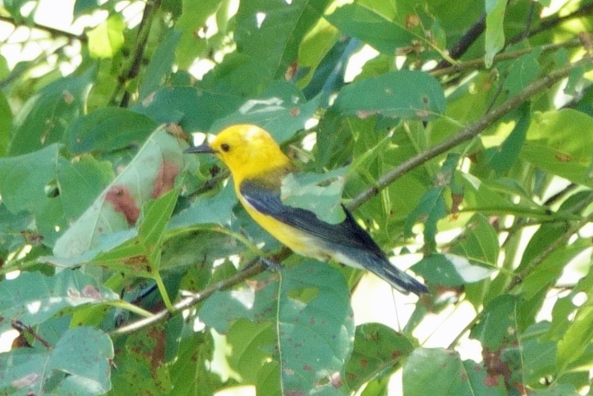Prothonotary Warbler - ML620316388