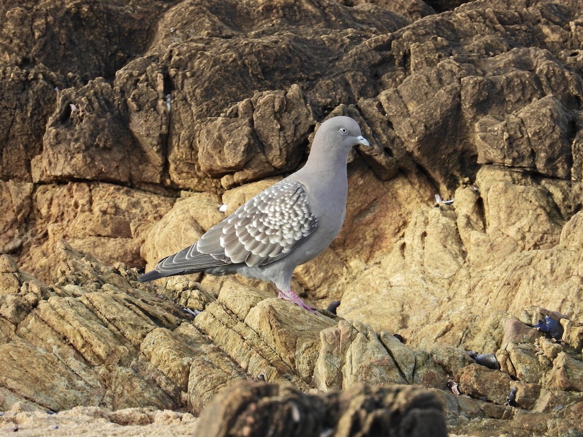 Spot-winged Pigeon - ML620316389