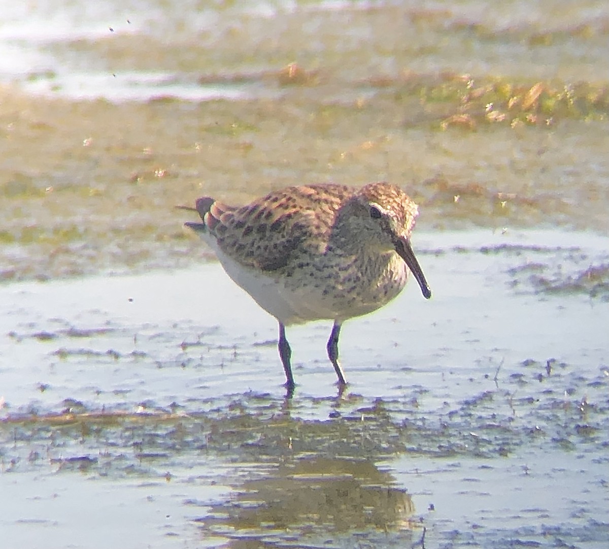 White-rumped Sandpiper - ML620316390