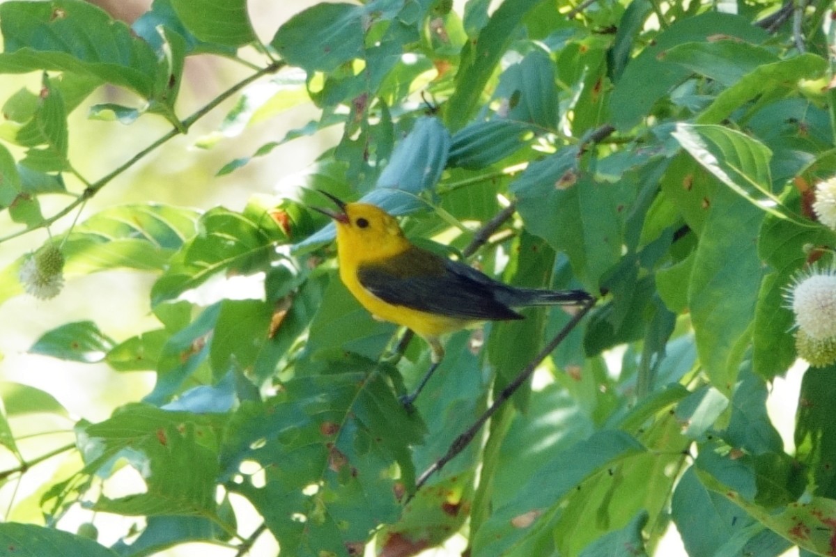 Prothonotary Warbler - ML620316397