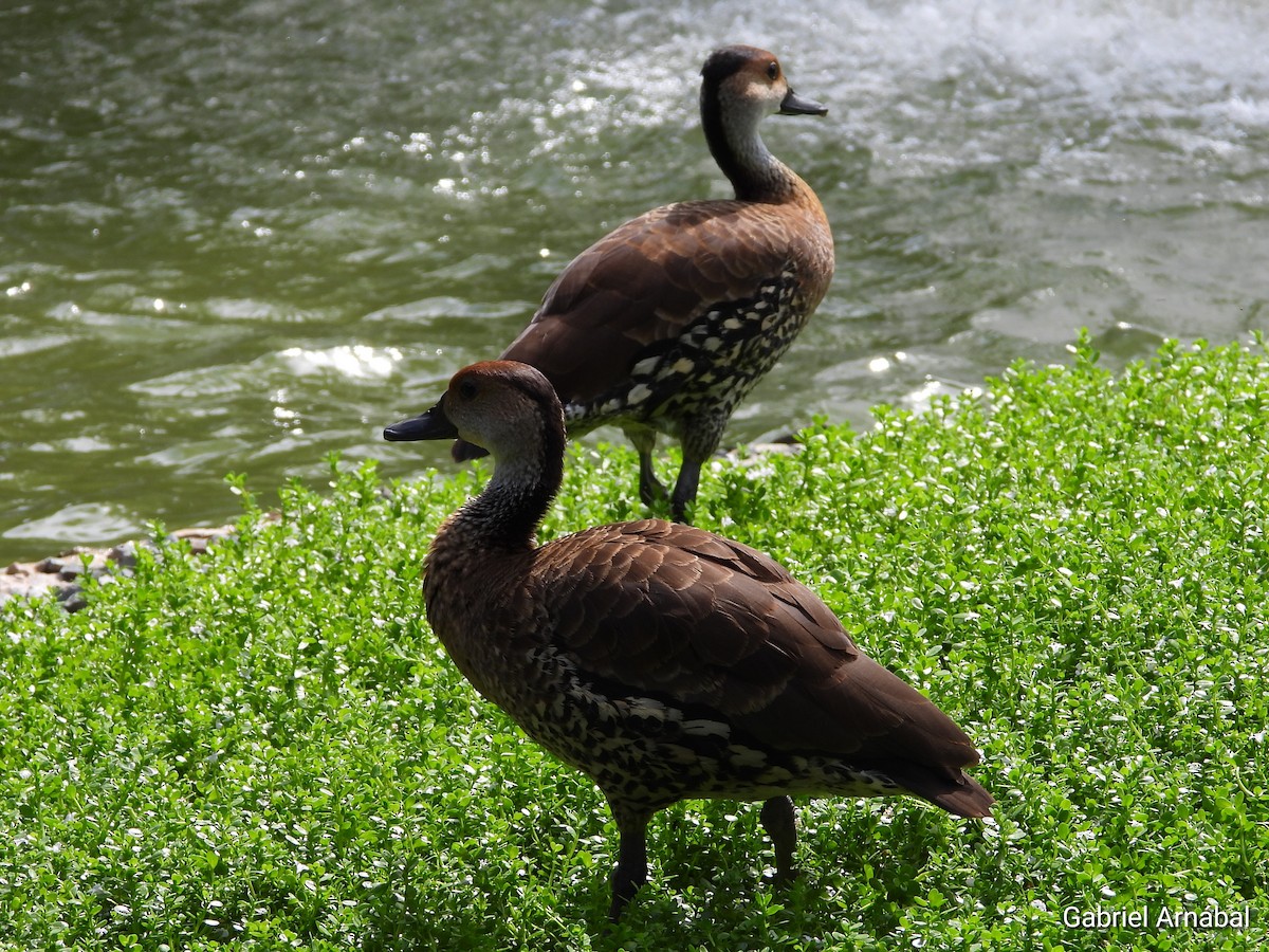 West Indian Whistling-Duck - ML620316398