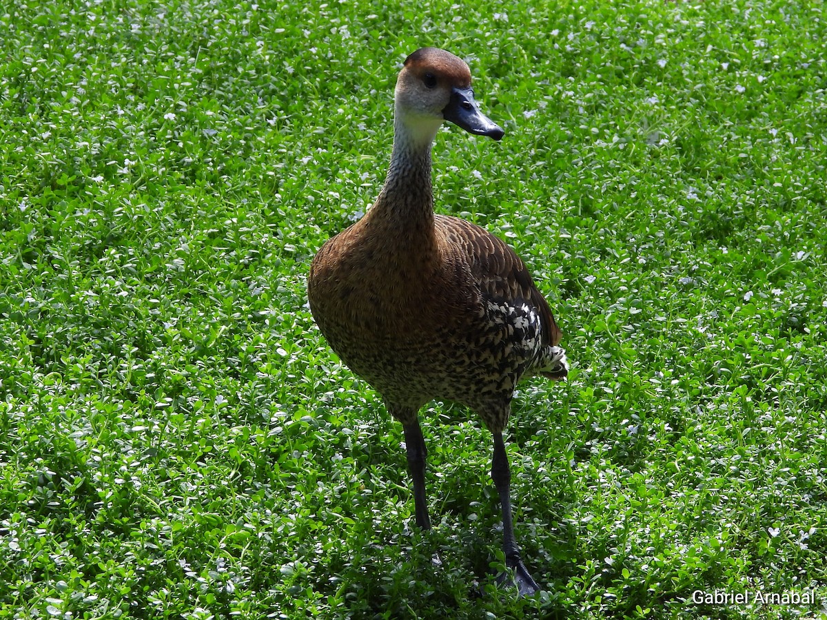 Dendrocygne des Antilles - ML620316399