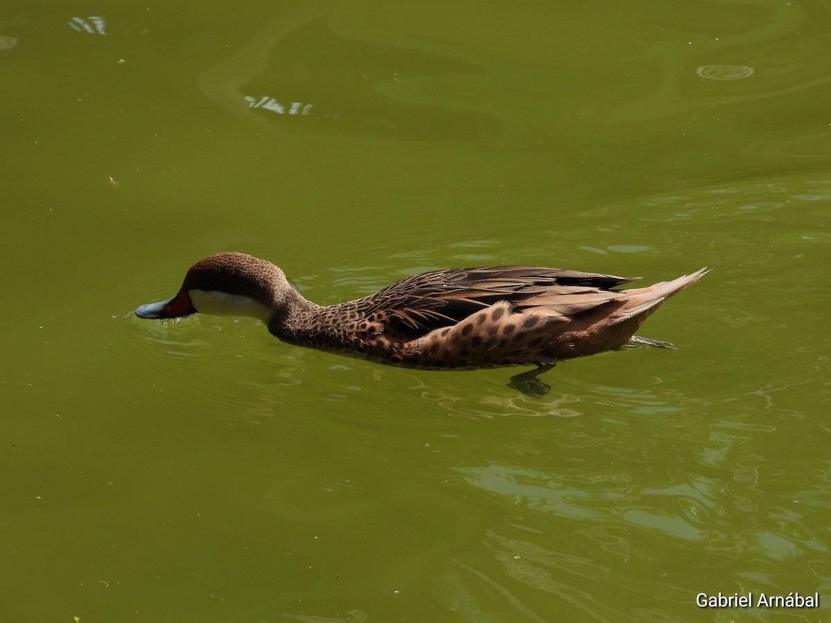 Dendrocygne des Antilles - ML620316400