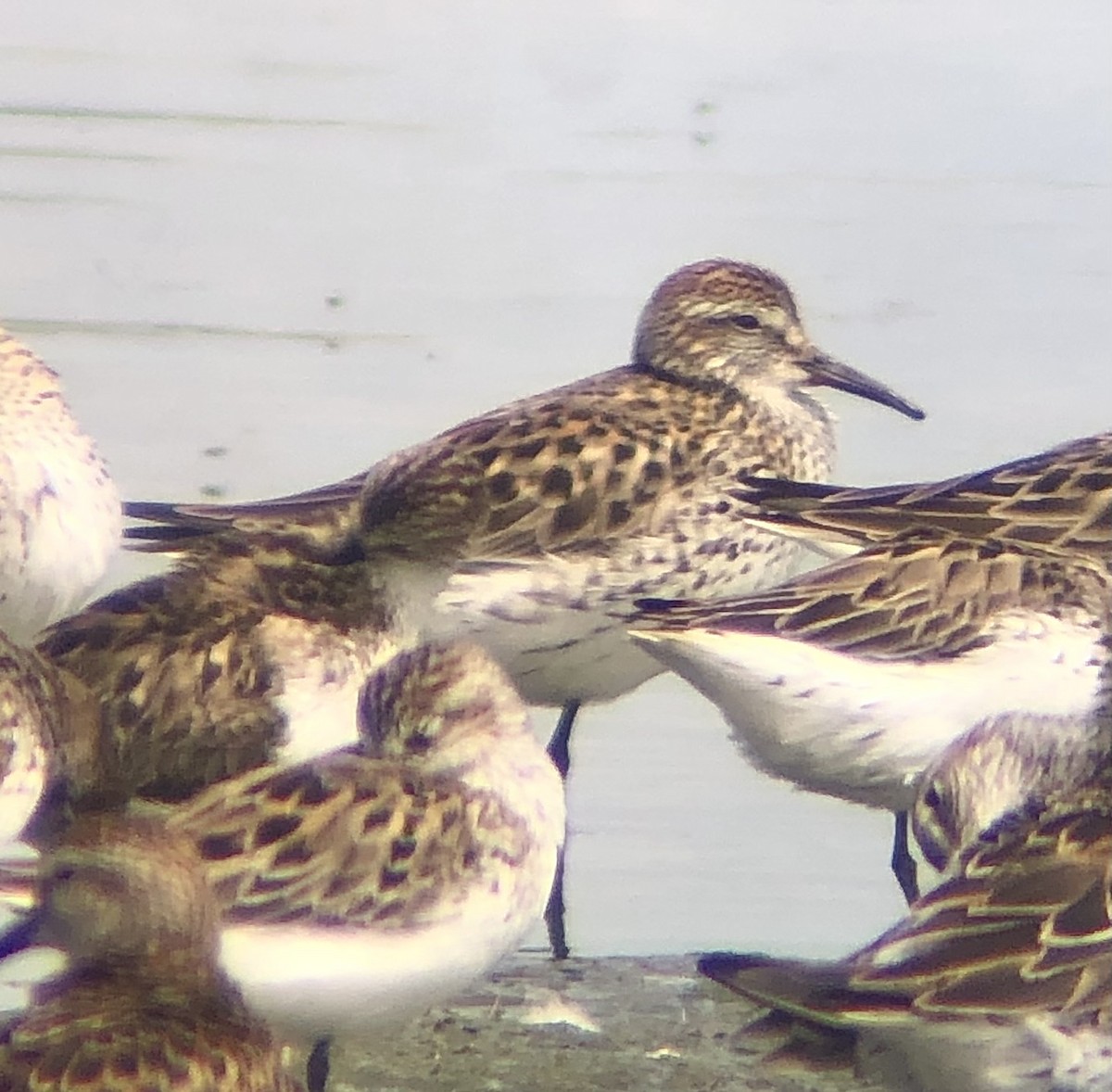 White-rumped Sandpiper - ML620316403