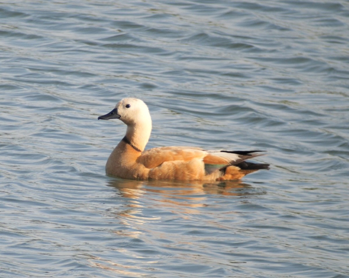 Ruddy Shelduck - ML620316405