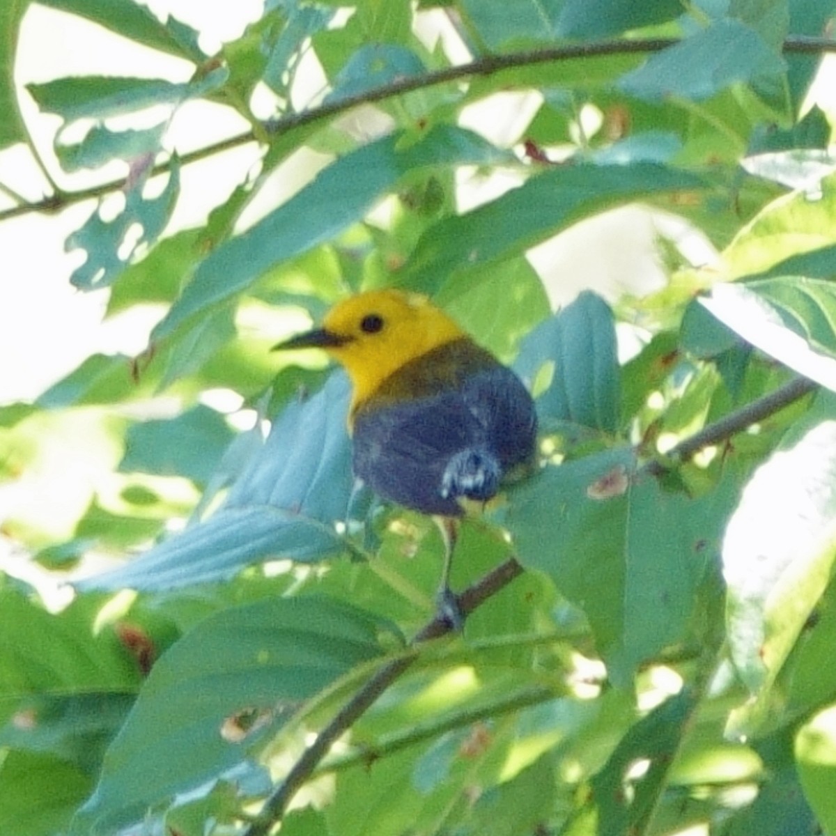 Prothonotary Warbler - ML620316407