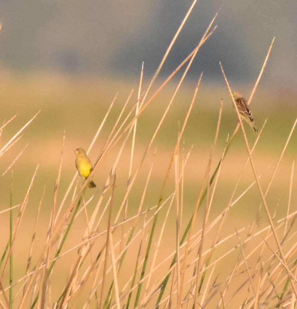 Grassland Yellow-Finch - Luiz Wittmann