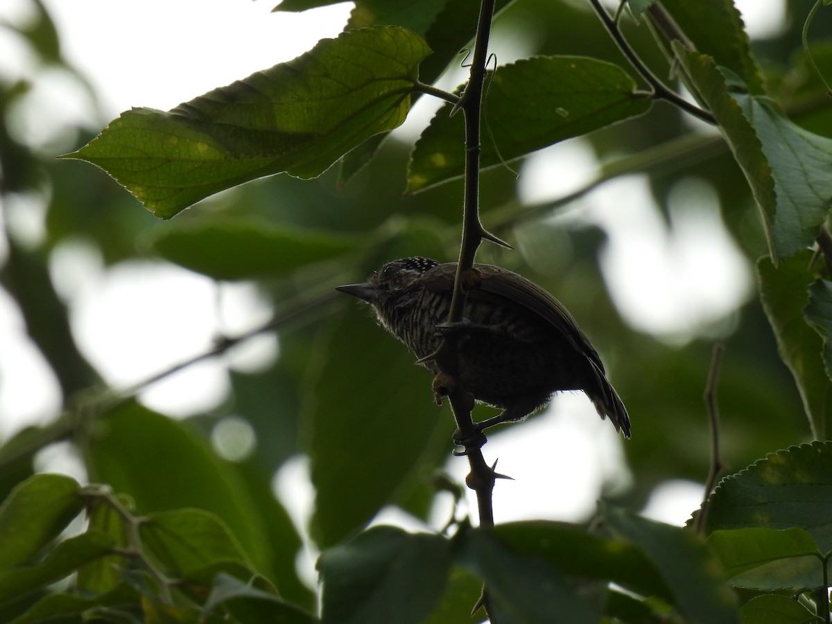 White-barred Piculet - ML620316419