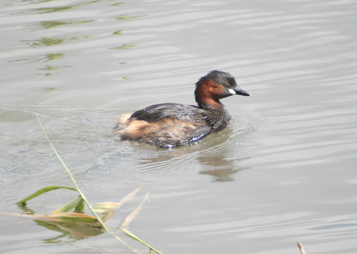 Little Grebe - ML620316420