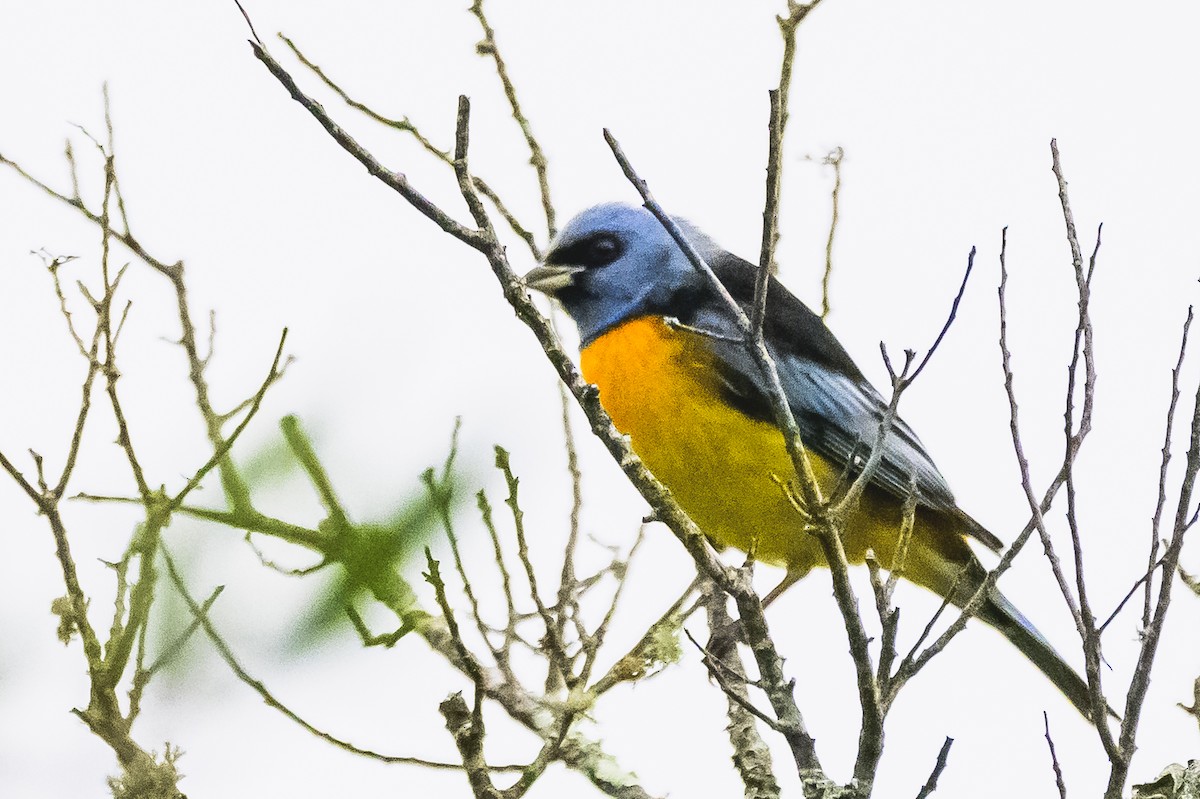 Blue-and-yellow Tanager - ML620316421