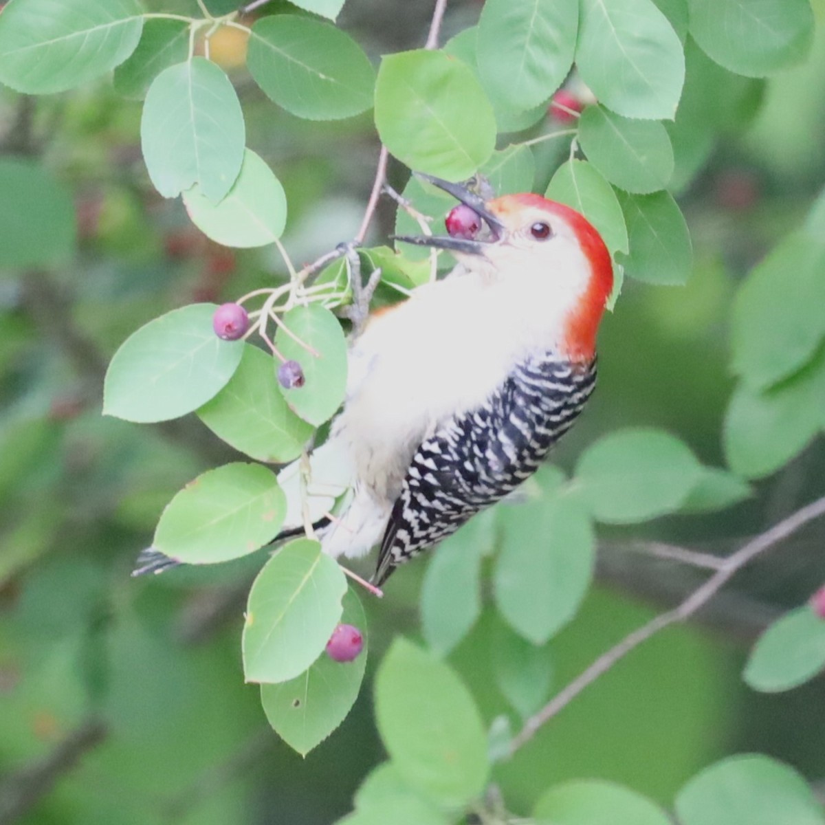 Red-bellied Woodpecker - ML620316422