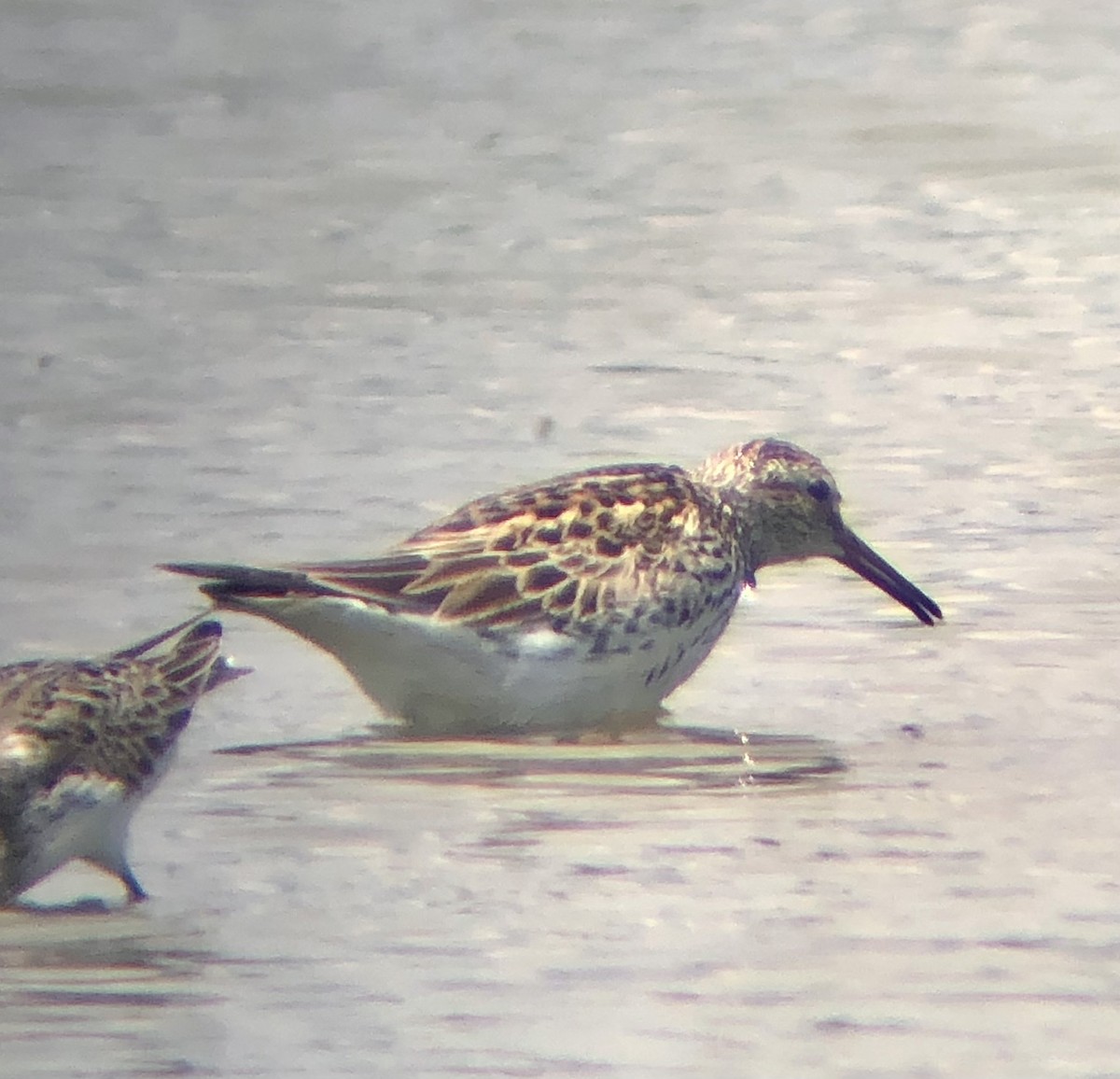 White-rumped Sandpiper - ML620316427