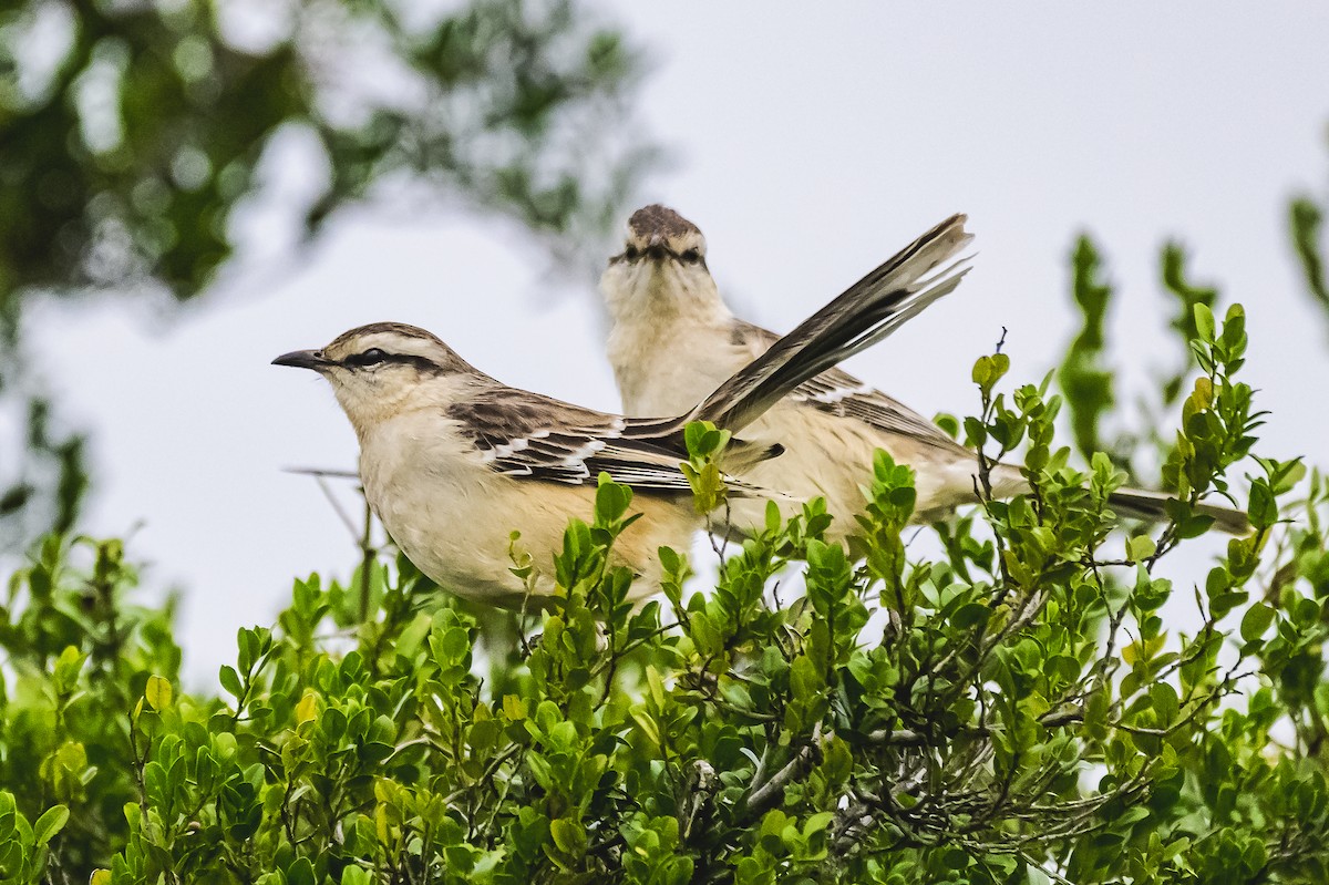 Chalk-browed Mockingbird - ML620316429