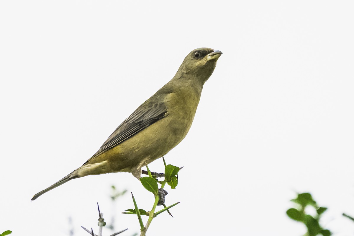 Blue-and-yellow Tanager - ML620316432