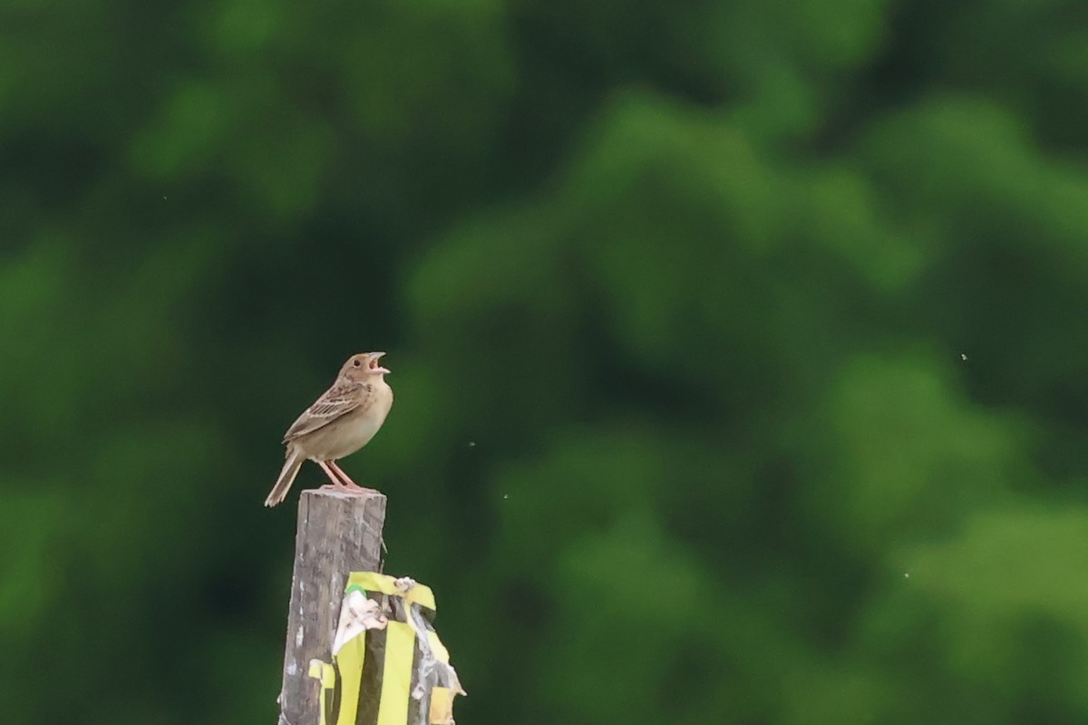 Grasshopper Sparrow - ML620316433