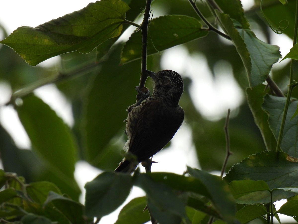 White-barred Piculet - ML620316438