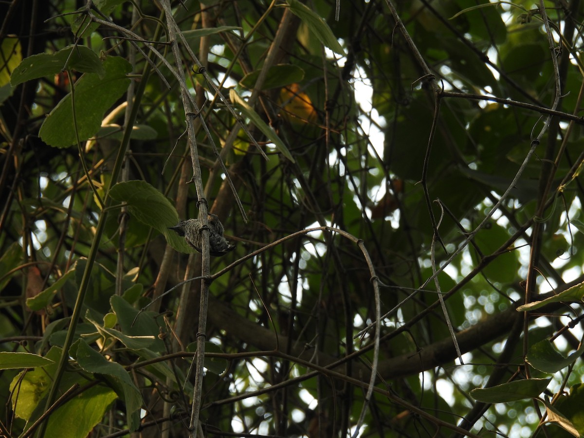 White-barred Piculet - ML620316443