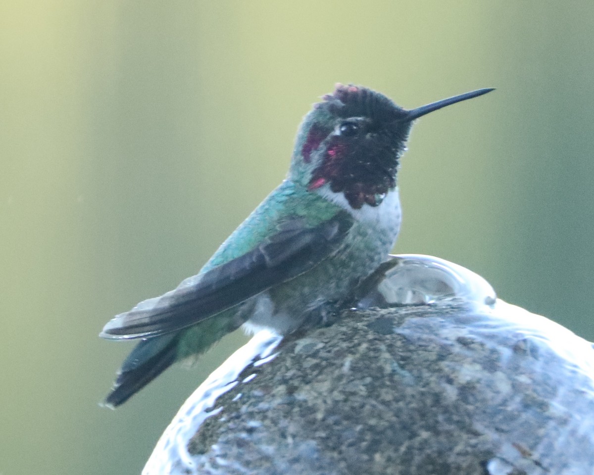 Colibrí de Anna - ML620316446