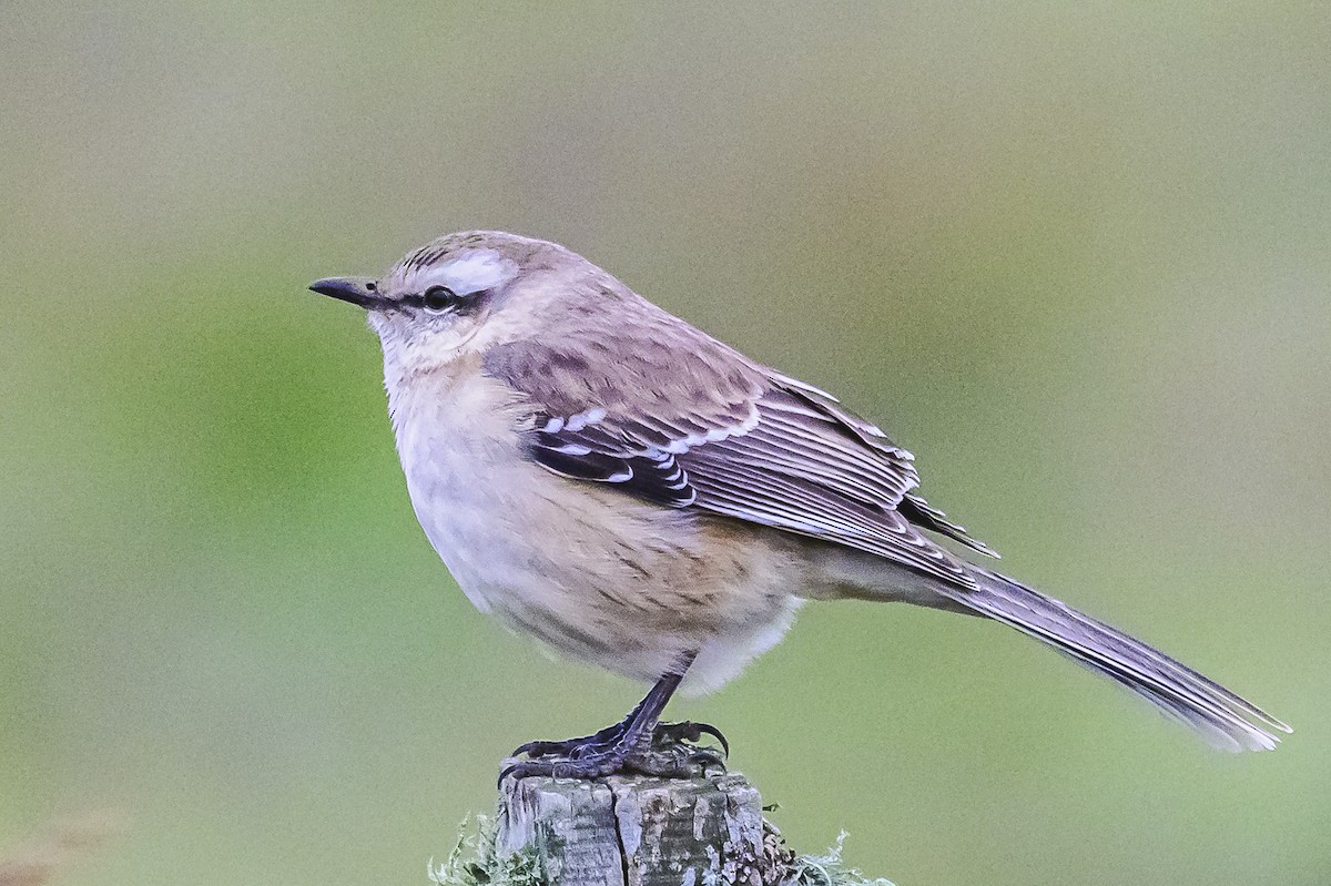 Chalk-browed Mockingbird - ML620316449