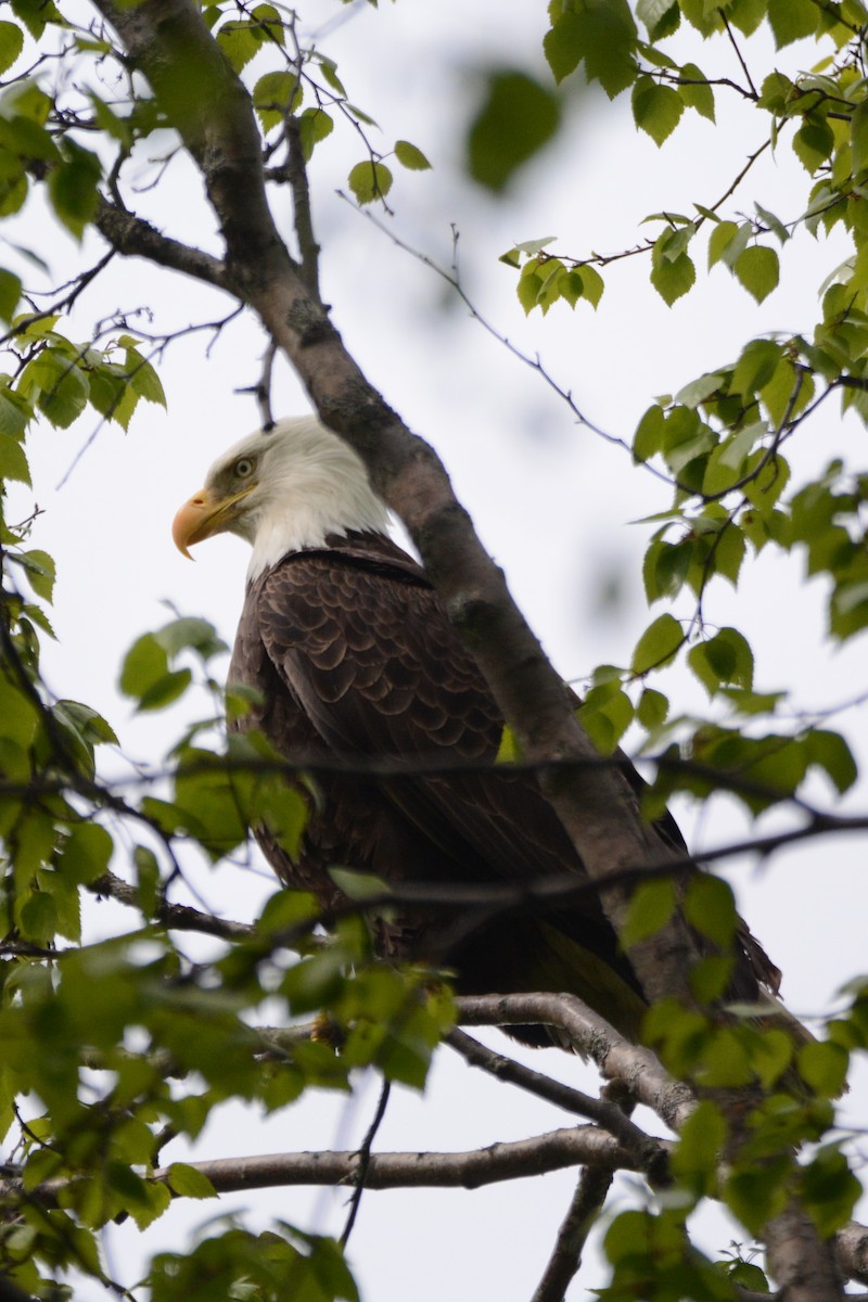 Bald Eagle - ML620316456