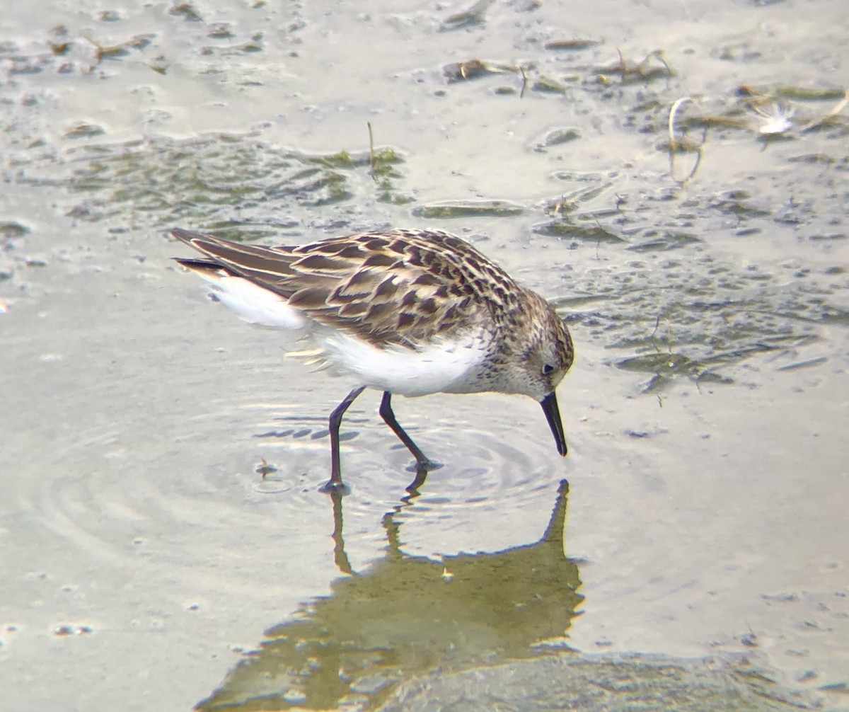 Semipalmated Sandpiper - ML620316457