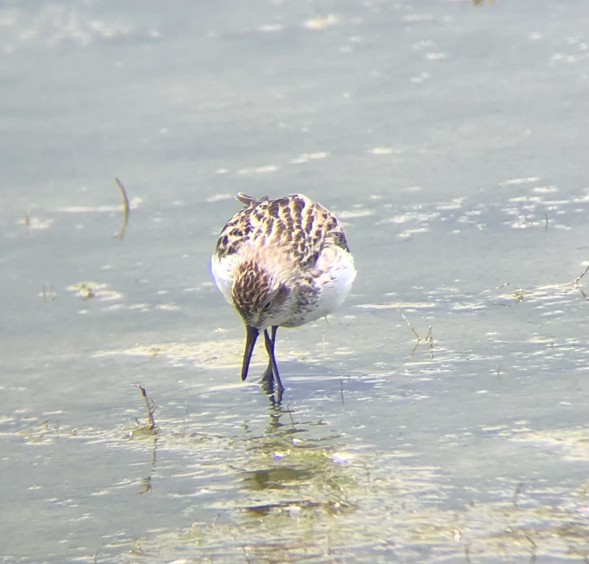 Semipalmated Sandpiper - ML620316460